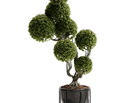 Кімнатна рослина 30 - Топіар 3D Модель