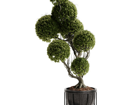 Indoor Plant 30 - Topiary Modèle 3D