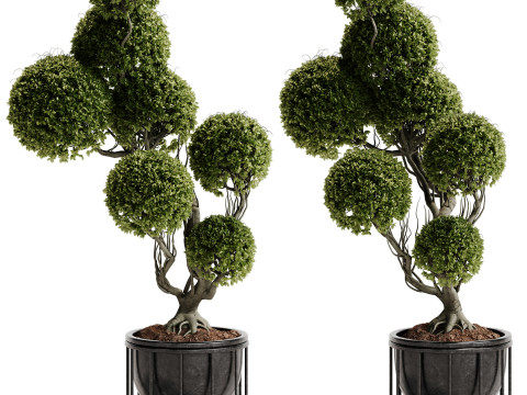 Indoor Plant 30 - Topiary Modèle 3D