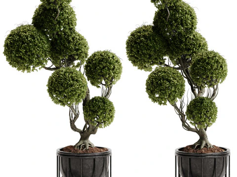 Indoor Plant 30 - Topiary 3D Model