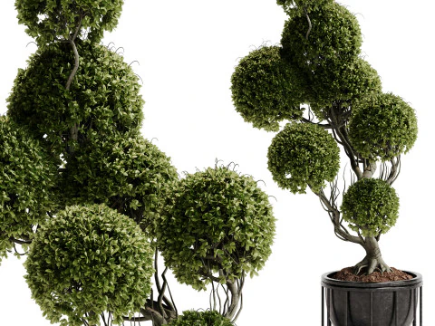 Indoor Plant 30 - Topiary 3D Model