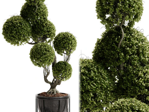 Indoor Plant 30 - Topiary 3D Model