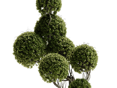 Indoor Plant 30 - Topiary Modèle 3D