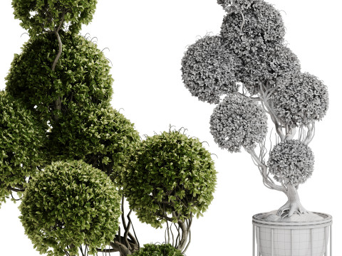Indoor Plant 30 - Topiary Modèle 3D