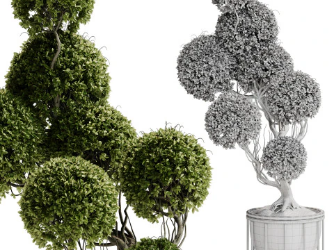 Indoor Plant 30 - Topiary 3D Model