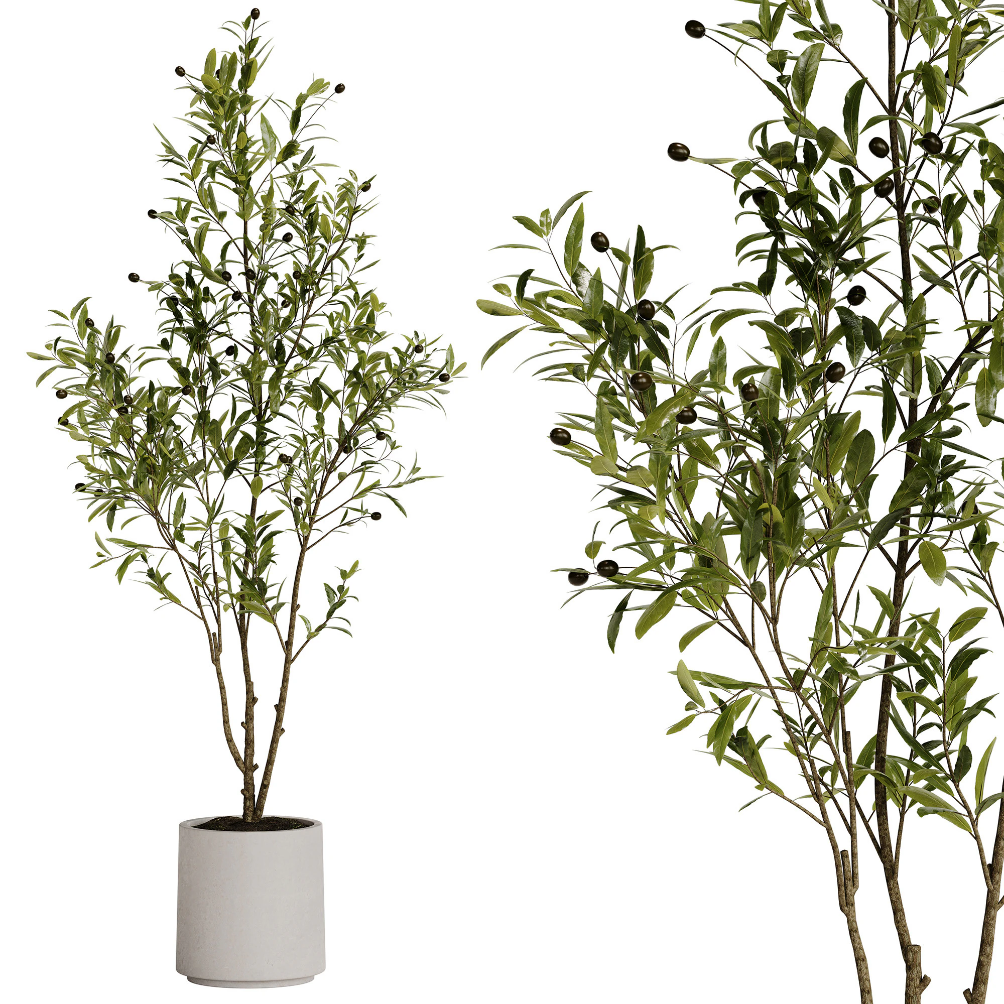 Indoor Plant 31 - Olive 3D Model .c4d .max .obj .3ds .fbx .stl .blend