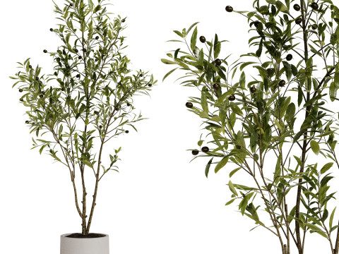 Indoor Plant 31 - Olive Modello 3D