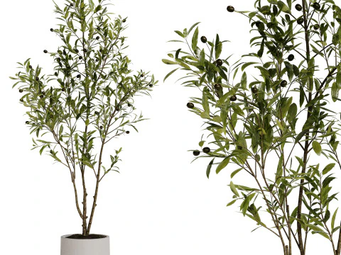 Indoor Plant 31 - Olive 3D Model