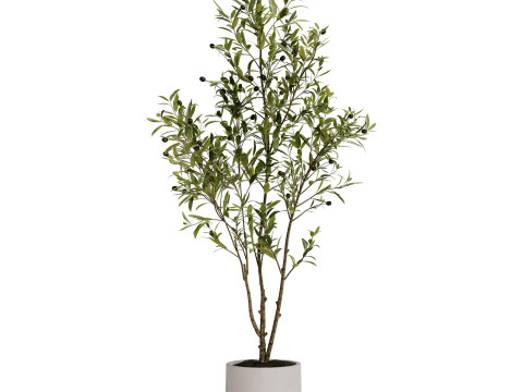 Indoor Plant 31 - Olive Modèle 3D