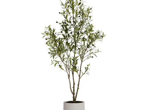 Indoor Plant 31 - Olive 3D Model