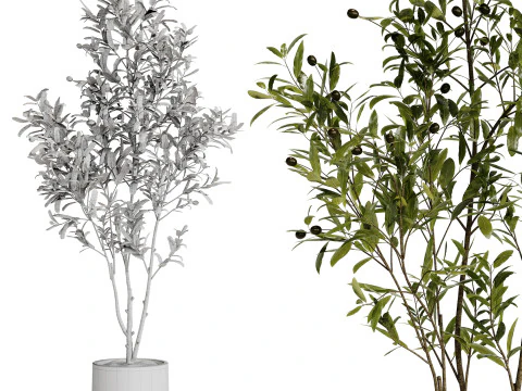 Indoor Plant 31 - Olive 3D Model