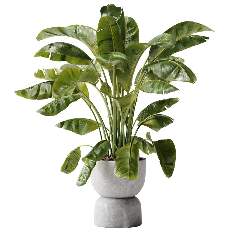 Indoor Plant 29 - Banana Plant Modelo 3D .c4d .max .obj .3ds .fbx .stl .blend 