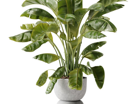 Indoor Plant 29 - Banana Plant Modello 3D
