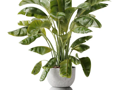 Indoor Plant 29 - Banana Plant 3D Model