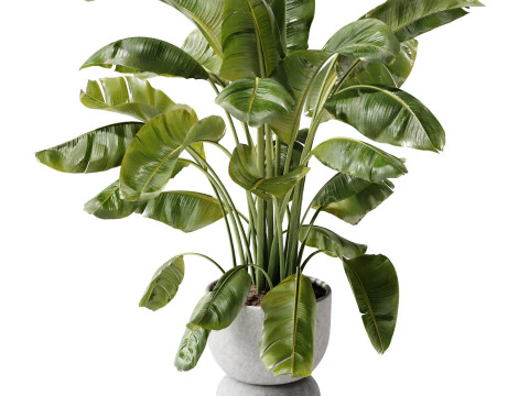 Indoor Plant 29 - Banana Plant 3D Model