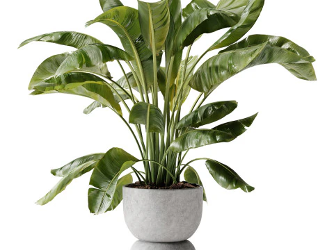 Indoor Plant 29 - Banana Plant 3D Model