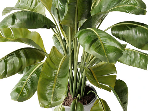 Indoor Plant 29 - Banana Plant 3D Model