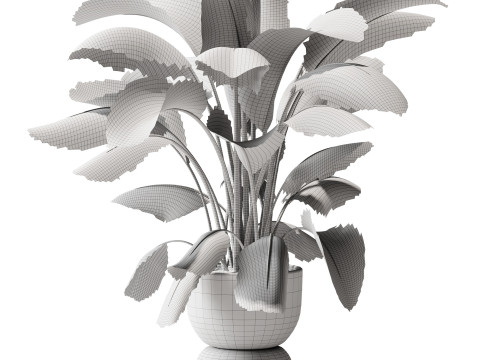 Indoor Plant 29 - Banana Plant Modelo 3D