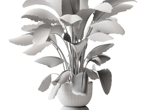 Indoor Plant 29 - Banana Plant 3D Model