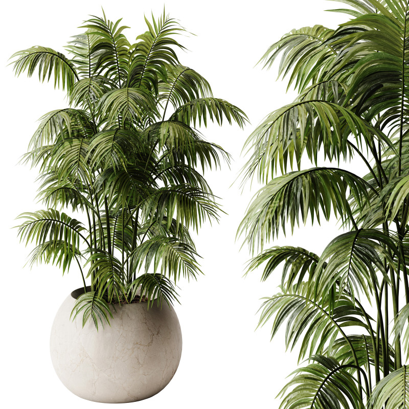 Indoor Plant 32 - Areca Palm Modello 3D .c4d .max .obj .3ds .fbx .stl .blend 