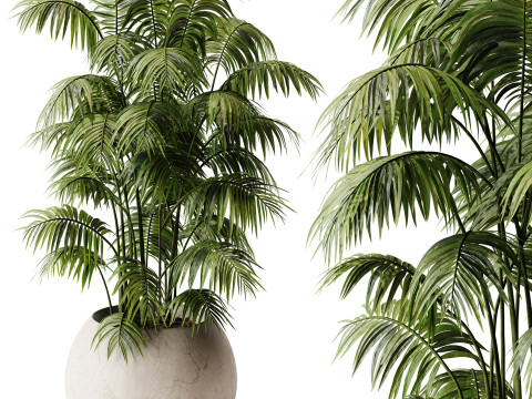 Indoor Plant 32 - Areca Palm Model 3D