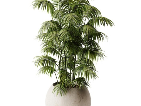 Indoor Plant 32 - Areca Palm Modello 3D