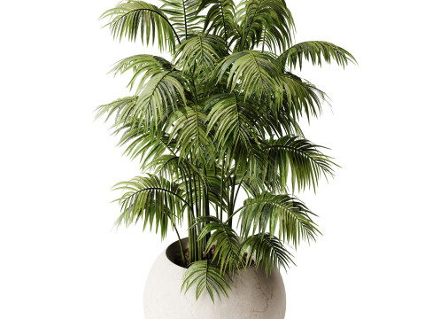 Indoor Plant 32 - Areca Palm Modello 3D