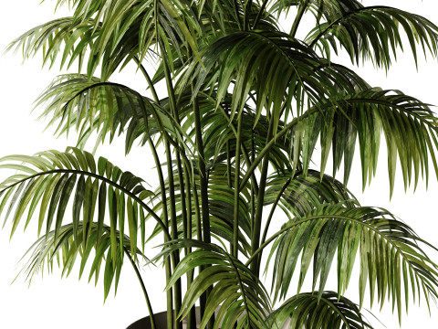 Indoor Plant 32 - Areca Palm Modello 3D