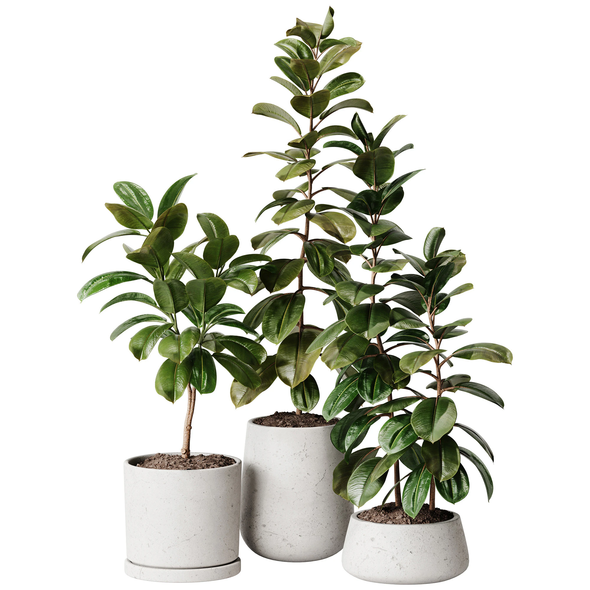 Indoor Plant 33 - Ficus 3D Model .c4d .max .obj .3ds .fbx .stl .blend 