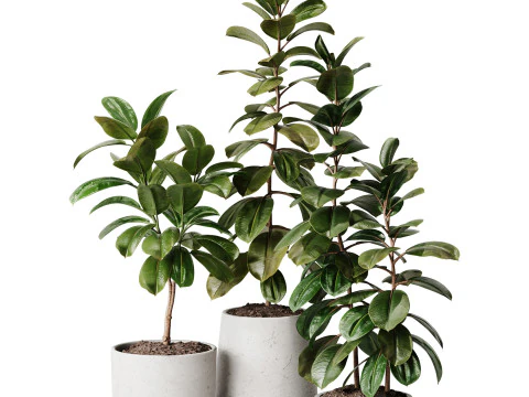 Tanaman Dalam Ruangan 33 - Ficus Model 3D