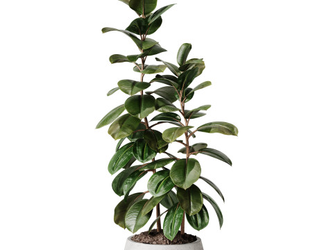 Indoor Plant 33 - Ficus 3D Model
