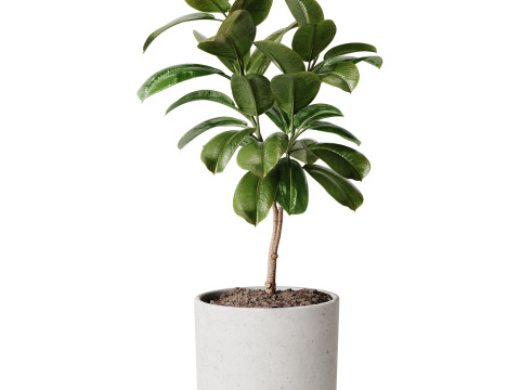 Indoor Plant 33 - Ficus 3D Model