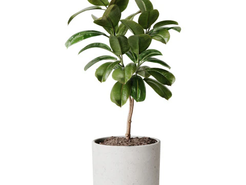 Indoor Plant 33 - Ficus 3D Model