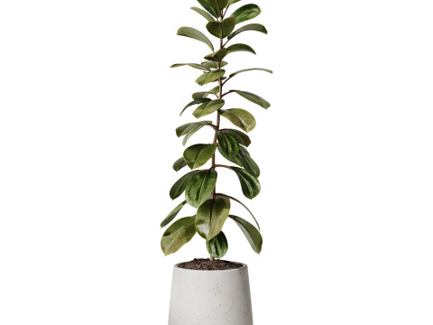 Indoor Plant 33 - Ficus 3D Model