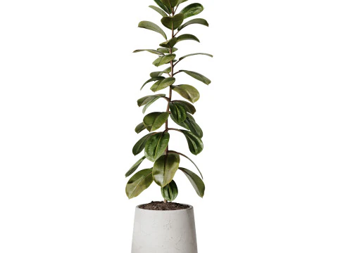 Indoor Plant 33 - Ficus 3D Model