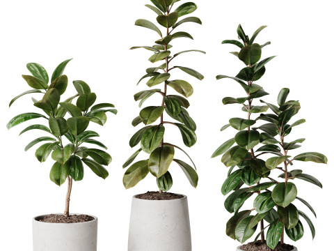 Indoor Plant 33 - Ficus 3D Model
