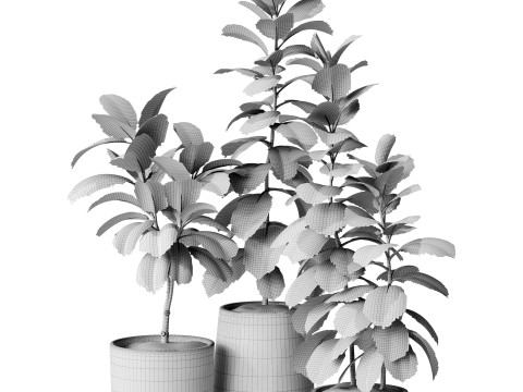 Indoor Plant 33 - Ficus 3D Model
