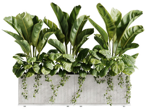 Outdoor Plant 11 Plants In Box Modèle 3D