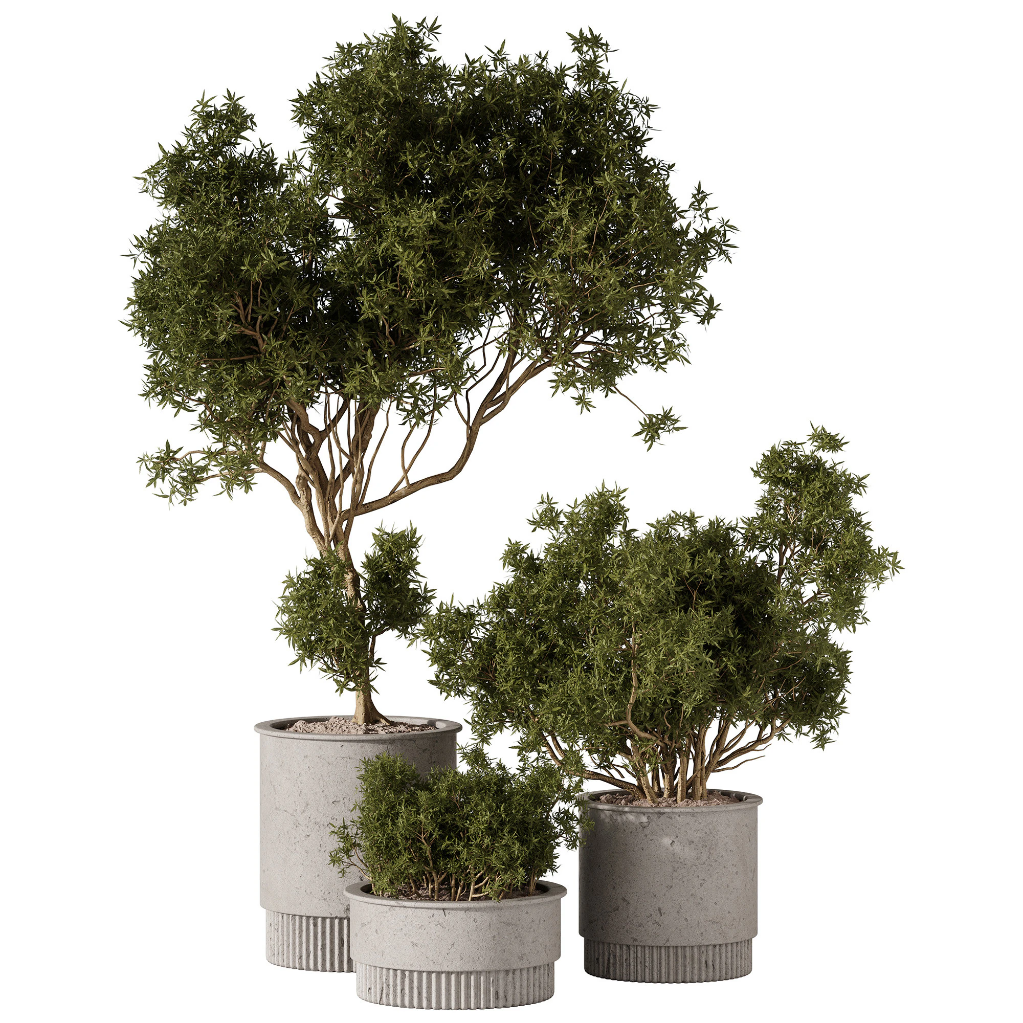 Indoor Plants 34 - Trees And Bushes 3D Model .c4d .max .obj .3ds .fbx .stl .blend 