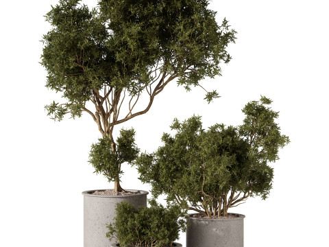 Indoor Plants 34 - Trees And Bushes 3Dモデル