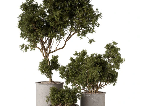 Plantes d'int&eacute;rieur 34 - Arbres Et Buissons Modèle 3D