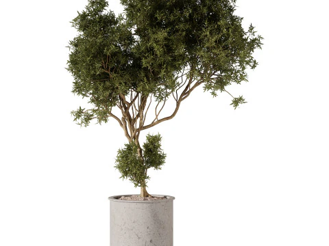 Indoor Plants 34 - Trees And Bushes 3D Model