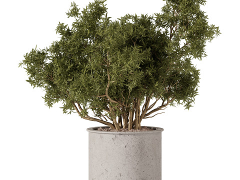 Indoor Plants 34 - Trees And Bushes Modelo 3D
