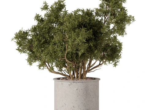 Indoor Plants 34 - Trees And Bushes 3D Model