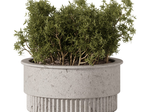 Indoor Plants 34 - Trees And Bushes Modelo 3D