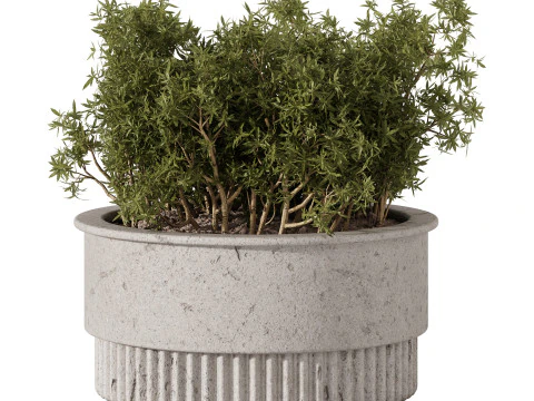 Indoor Plants 34 - Trees And Bushes 3D Model