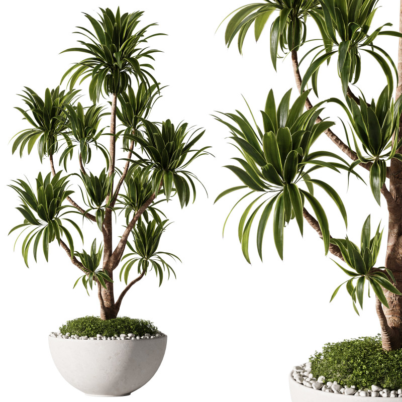 Indoor Plants 35 - Yucca Modèle 3D .c4d .max .obj .3ds .fbx .stl .blend 