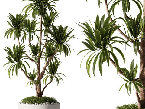 Indoor Plants 35 - Yucca Modello 3D
