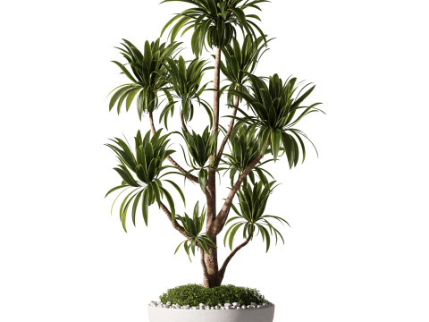 Indoor Plants 35 - Yucca Modèle 3D