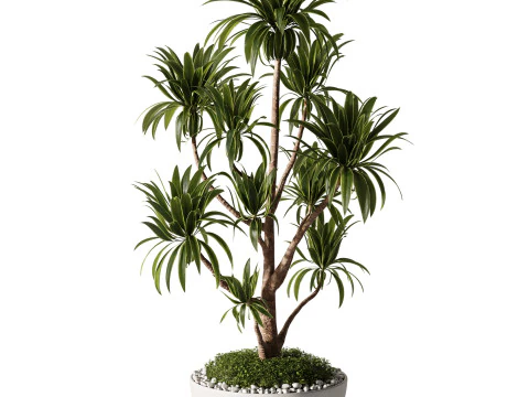 Indoor Plants 35 - Yucca 3D Model